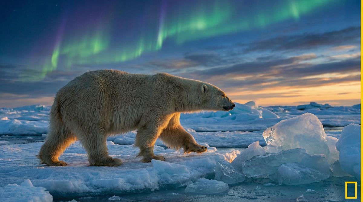 蜜芽北极熊视频